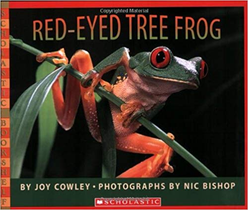 Red-Eyed Tree Frog-..