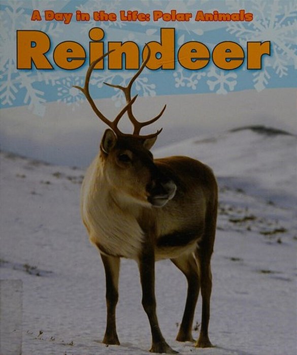Reindeer-..