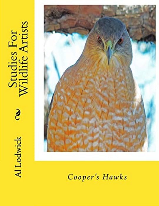 Cooper's Hawks: Studies For Wildlife Artists-..