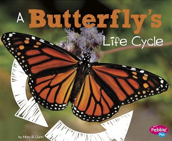 A Butterfly's Life Cycle-..