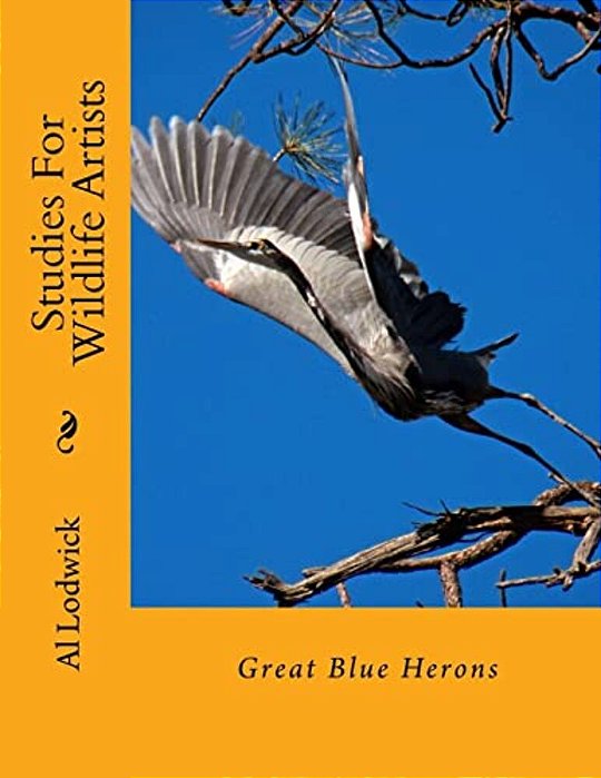 Great Blue Herons: Studies For Wildlife Artists-..