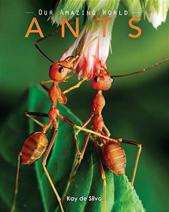 Ants: Amazing Pictures & Fun Facts On Animals In Nature-..