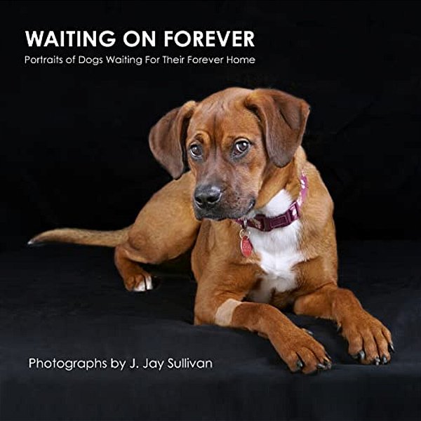 Waiting On Forever: Portraits Of Dogs Waiting For Their Forever Home-..