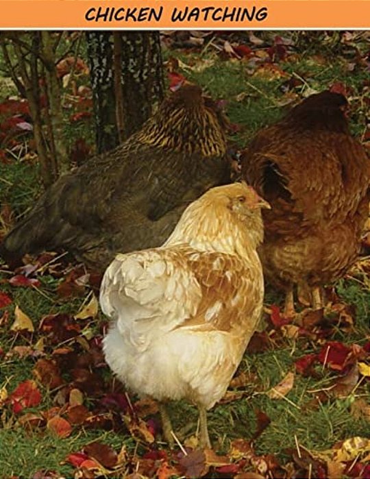Chicken Watching-..