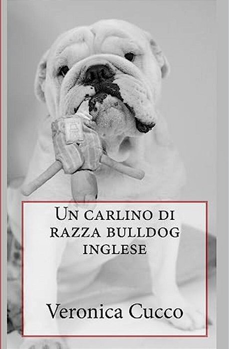 Un Carlino Di Razza Bulldog Inglese-..