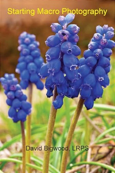 Starting Macro Photography-..