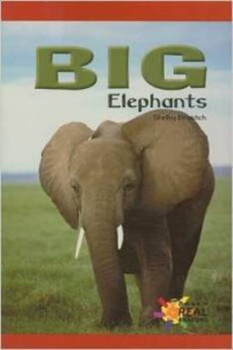 Big Elephants-..