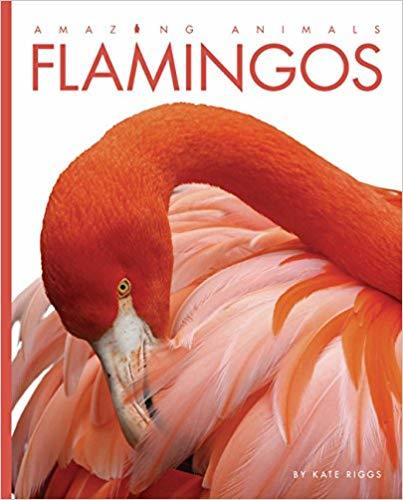 Amazing Animals: Flamingos-..