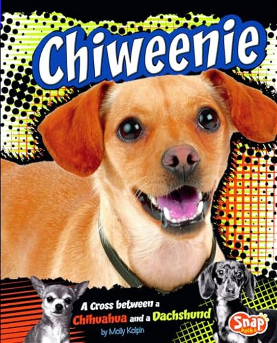 Chiweenie: A Cross Between A Chihuahua And A Dachshund-..