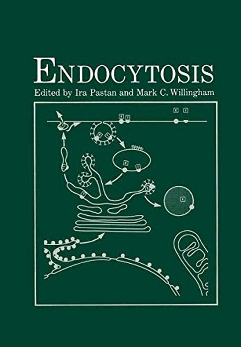 Endocytosis-..