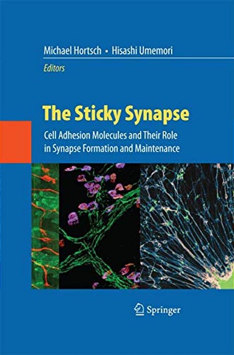 The Sticky Synapse: Cell Adhesion Molecules And Their Role In Synapse Formation And Maintenance-..