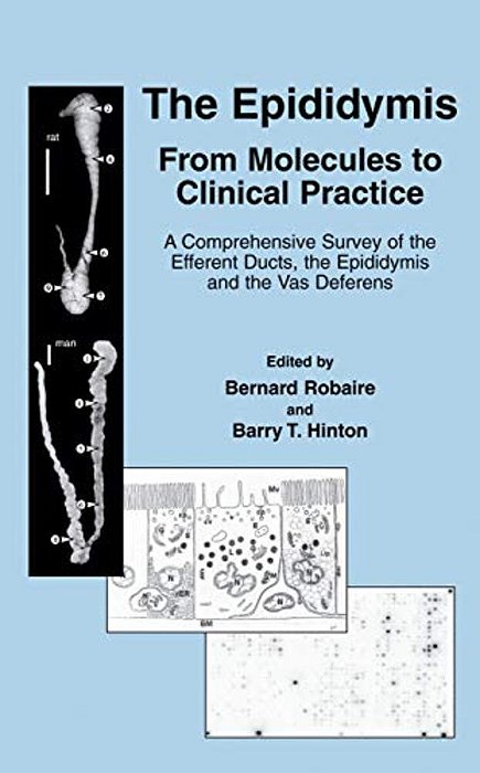 The Epididymis: From Molecules To Clinical Practice: A Comprehensive Survey Of The Efferent Ducts, The Epididymis And The Vas Deferens-..