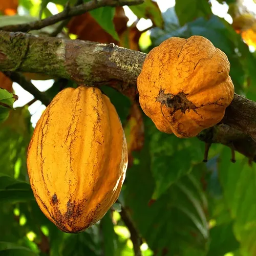 CACAU (Theobroma cacao) - Muda com até 70 cm