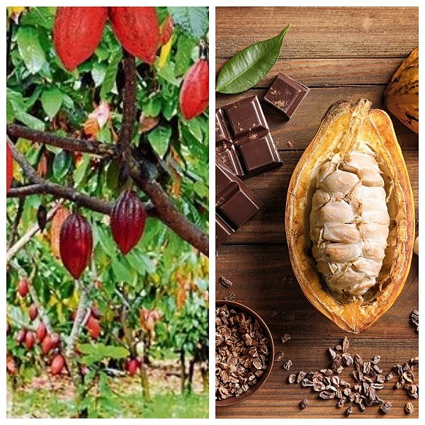 CACAU (Theobroma cacao)