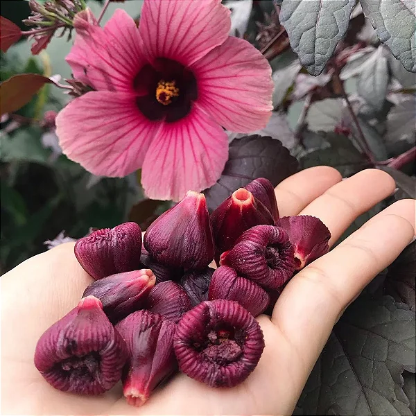 HIBISCO DE CHÁ ROXO (Hibiscus acetosella)