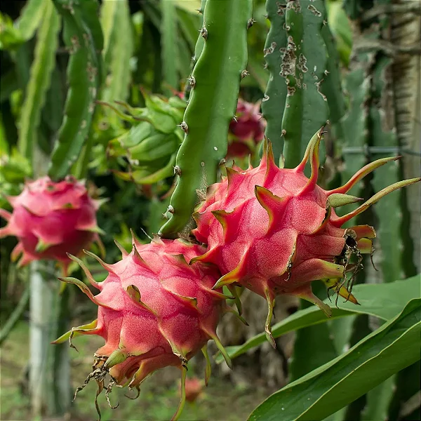 PITAYA VERMELHA (Hylocereus sp.)