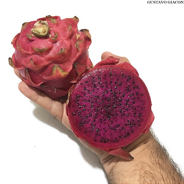 PITAYA POLPA ROXA ou VERMELHA (Hylocereus lemairei) - Muda de Estaca com 30 cm