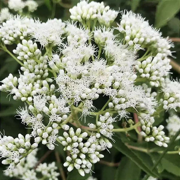 ASSA PEIXE (Vermonia polyanthes)