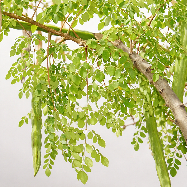 MORINGA (Moringa Oleifera) - Muda com até 80 cm