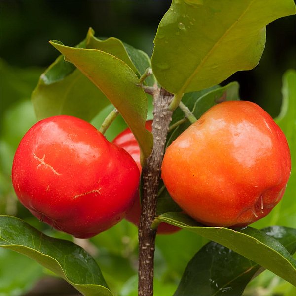 ACEROLA COMUM (Malpighia emarginata) - Muda com até 60 cm