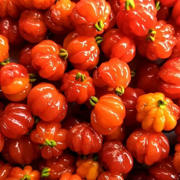 PITANGA VERMELHA (Eugenia uniflora) - Até 60 cm