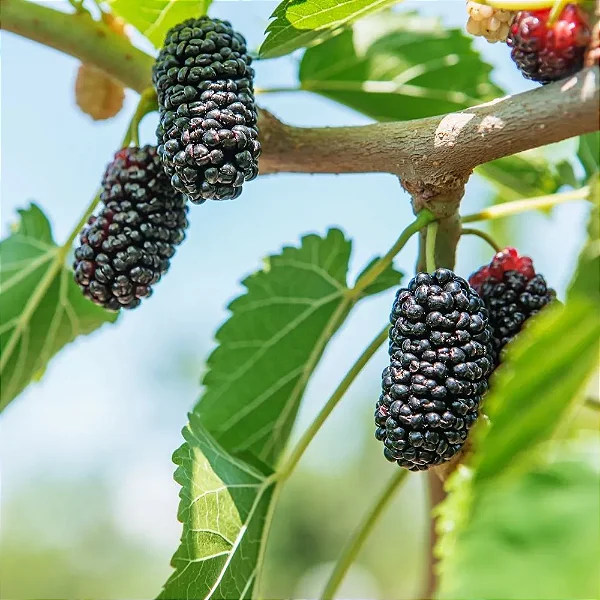 AMORA GIGANTE (Morus nigra)