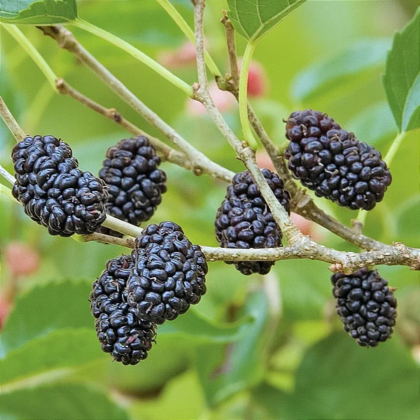 AMORA PRETA DOCE (Morus Nigra) - Muda com até 60 cm