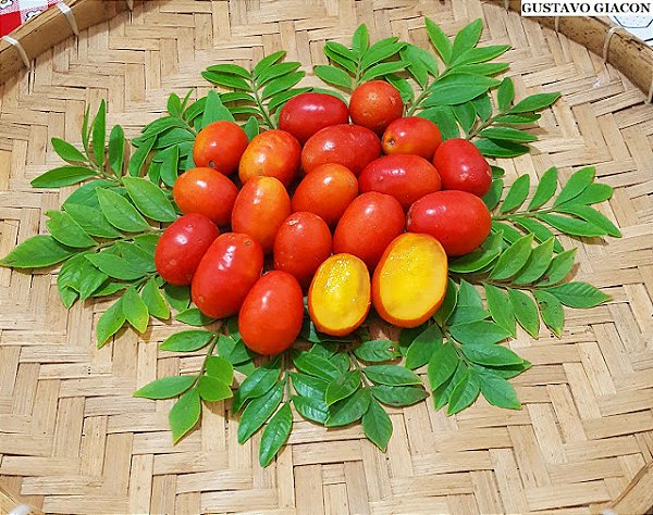 SERIGUELA ou CIRIGUELA (Spondias purpurea) - Muda com até 60 cm