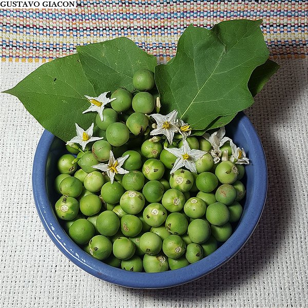 JURUBEBA (Solanum paniculatum)