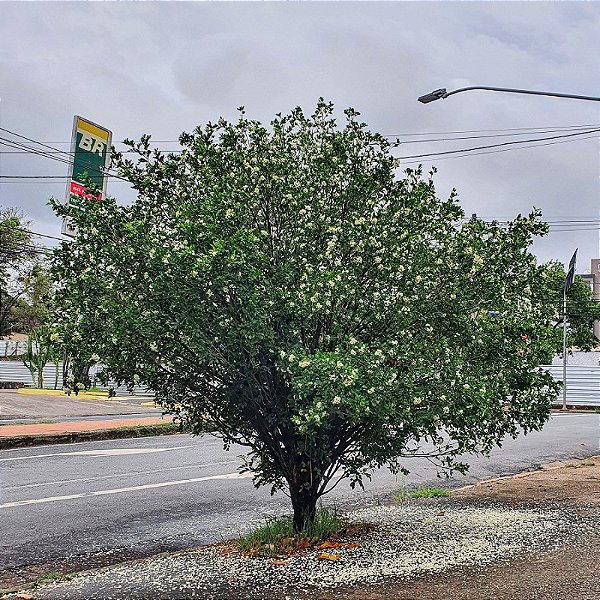 MURTA (Murraya Paniculata) - Rebrotar Plantas
