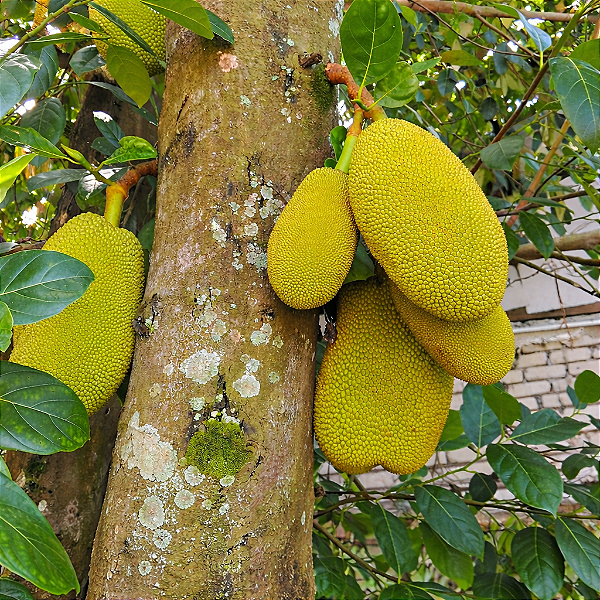 JACA DURA (Artocarpus heterophyllus) - Muda com até 1 metro