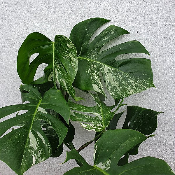 COSTELA DE ADÃO VARIEGATA (Monstera deliciosa "variegata")