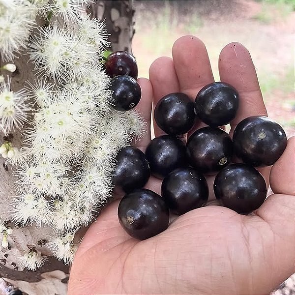 JABUTICABA SABARÁ (Plinia jaboticaba) - Muda com até 60 cm