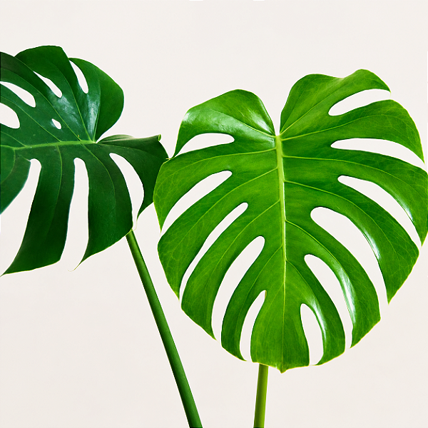 COSTELA DE ADÃO ou Monstera deliciosa - Muda com 30 a 40 cm