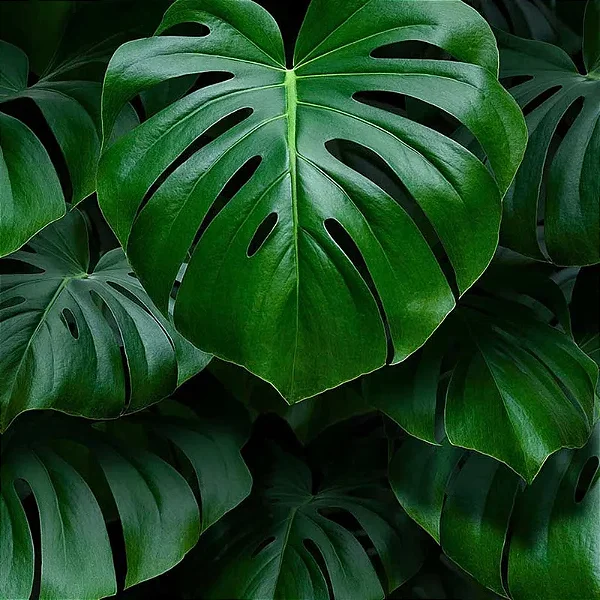 COSTELA DE ADÃO ou MONSTERA (Monstera deliciosa)