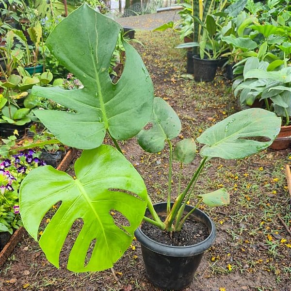 COSTELA DE ADÃO ou MONSTERA (Monstera deliciosa) - 20 a 30 cm