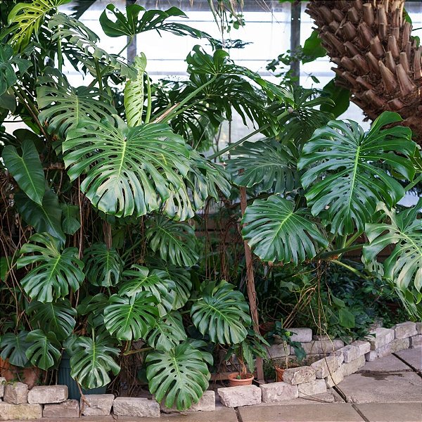 COSTELA DE ADÃO ou MONSTERA (Monstera deliciosa) - 20 a 30 cm