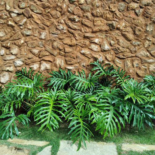 GUAIMBÉ (Philodendron bipinnatifidum) - Muda com até 60 cm