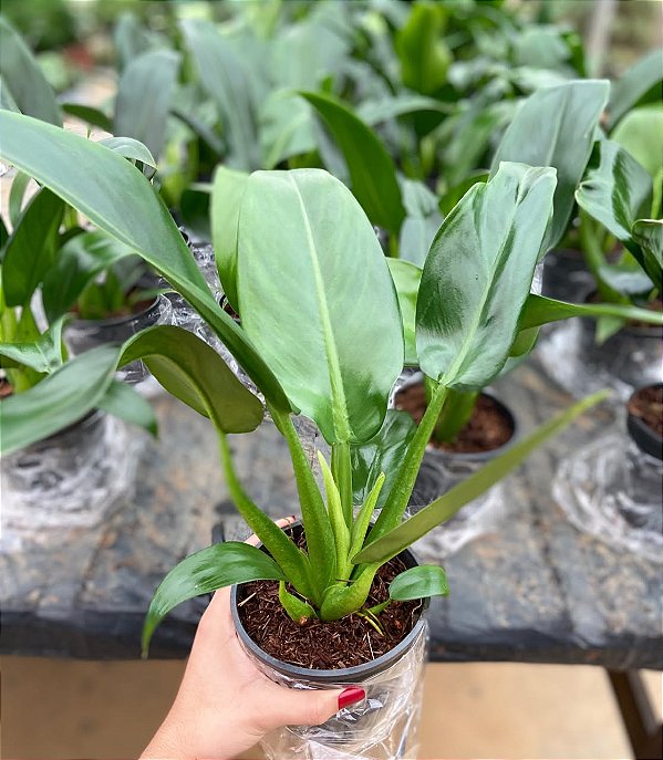 PACOVÁ (Philodendron martiaum) - Pote 11
