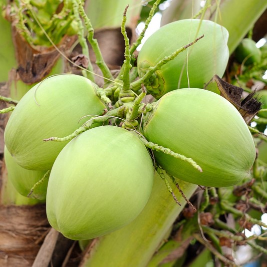 COCO ANÃO (Cocos nucifera) - Muda com até 1 metro