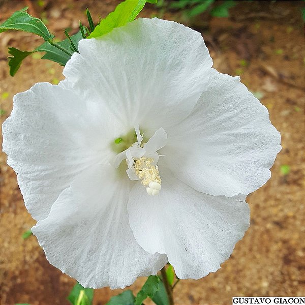 HIBISCO BRANCO (Hibiscus rosa-sinensis ‘Albus’) - Muda com até 1 metro
