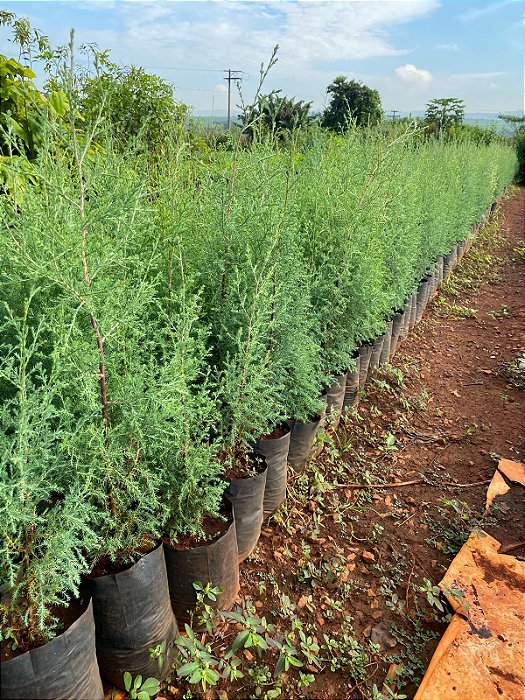 CEDRINHO (Cupressus lusitanica)