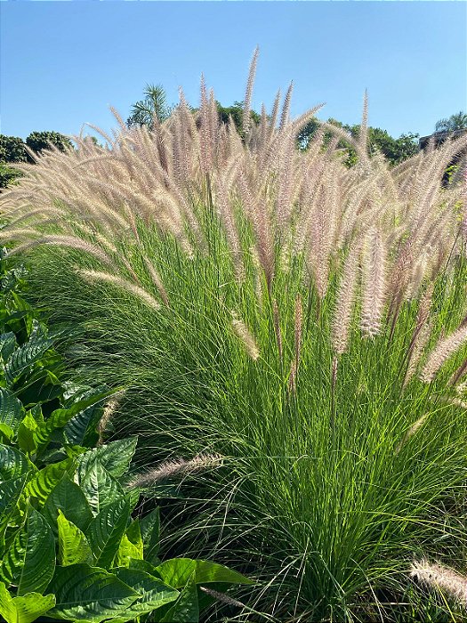 CAPIM DO TEXAS VERDE (Pennisetum setaceum)