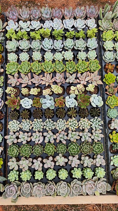 KIT COM 128 SUCULENTAS - BANDEJA