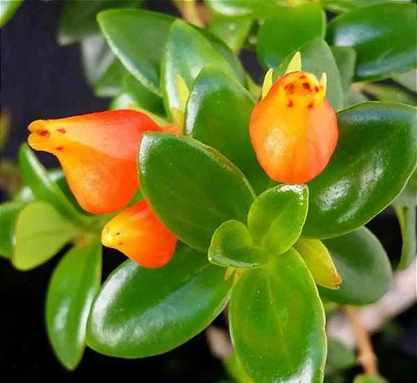 COLUMÉIA PEIXINHO (Nematanthus wettsteinii)