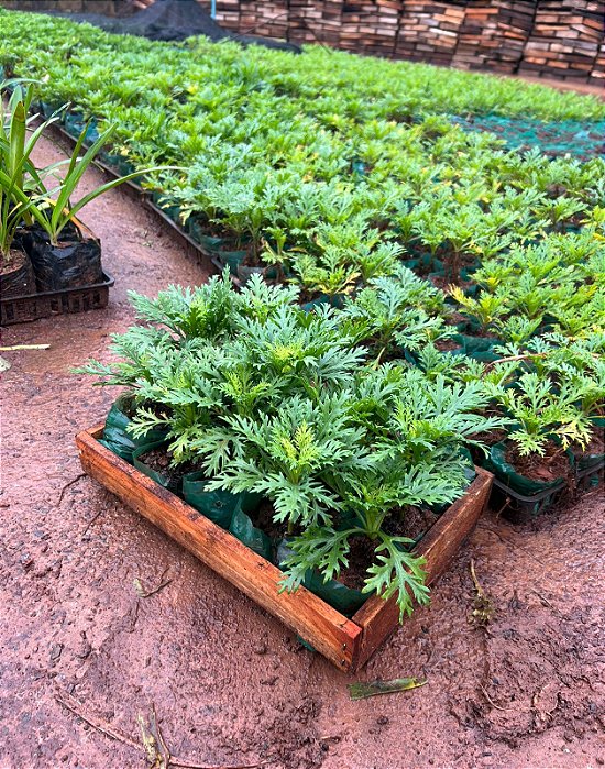 MARGARIDA BRANCA (Argyranthemum foeniculaceum) - CAIXA COM 15 MUDAS
