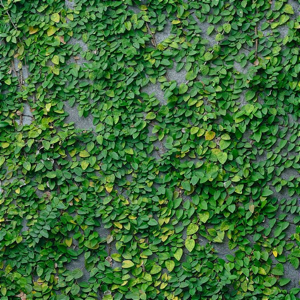 UNHA DE GATO (Ficus pumila) - CAIXA COM 15 MUDAS