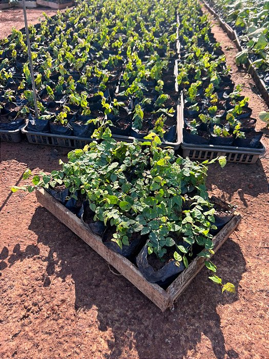 UNHA DE GATO (Ficus pumila) - CAIXA COM 15 MUDAS