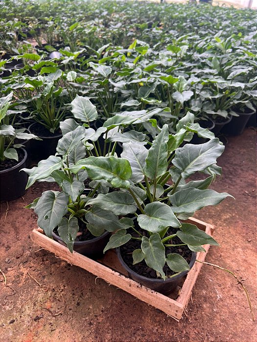 FILODENDRO XANADU (Philodendron xanadu) - CAIXA COM 4 MUDAS