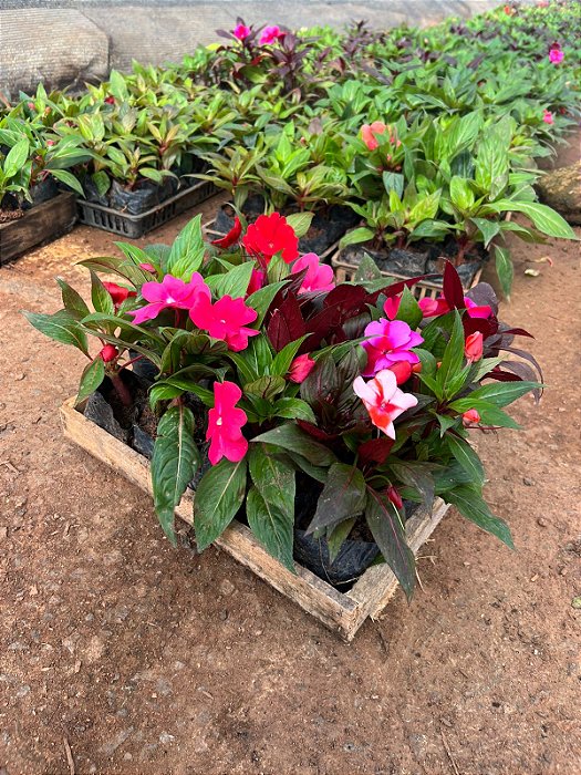 IMPATIENS (Impatiens walleriana) - CAIXA COM 15 MUDAS
